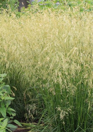 DESCHAMPSIA cespitosa Goldschleier